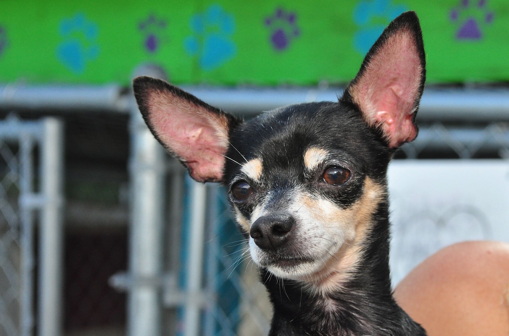 Adopt-a-pet: Oct. 18